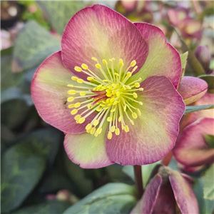 Helleborus 'Danas Dulcet' (Rodney Daveys Group)